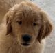 Golden Retriever Puppies for sale in Molalla, OR 97038, USA. price: NA