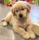 Golden Retriever Puppies for sale in California City, CA, USA. price: $800