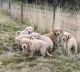 Golden Retriever Puppies for sale in Kettle Falls, WA 99141, USA. price: $750