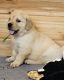 Golden Retriever Puppies for sale in Hilo, HI 96720, USA. price: NA