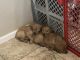 Golden Retriever Puppies for sale in Olympia, WA, USA. price: NA