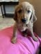 Golden Retriever Puppies for sale in Orting, WA 98360, USA. price: $1,500