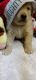 Golden Retriever Puppies for sale in Richmond, RI, USA. price: $800