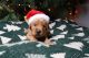 Golden Retriever Puppies for sale in Hickory, NC, USA. price: $2,000