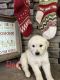 Golden Retriever Puppies for sale in Nephi, UT 84648, USA. price: $1,000