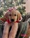 Golden Retriever Puppies for sale in Fort Lauderdale, FL, USA. price: $1,500