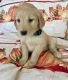 Golden Retriever Puppies for sale in Whittier, CA 90604, USA. price: $1,100
