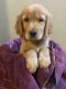 Golden Retriever Puppies for sale in Providence, RI 02910, USA. price: $1,099