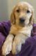 Golden Retriever Puppies for sale in Cranston, RI, USA. price: $1,099
