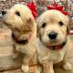 Golden Retriever Puppies for sale in Anderson, CA 96007, USA. price: $950
