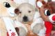 Golden Retriever Puppies for sale in Tulsa, OK, USA. price: $1,000