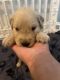 Golden Retriever Puppies for sale in 9626 N 13th St, Tampa, FL 33612, USA. price: $1,000