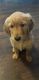 Golden Retriever Puppies for sale in Orting, WA 98360, USA. price: $1,500