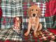 Golden Retriever Puppies for sale in Red Wing, MN, USA. price: $2,100
