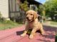Golden Retriever Puppies for sale in Louisville, KY, USA. price: $450
