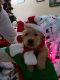 Golden Retriever Puppies for sale in Spring Hill, FL, USA. price: $1,200