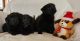 Golden Retriever Puppies for sale in Cokato, MN 55321, USA. price: $475