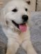 Golden Retriever Puppies for sale in Lafayette, IN, USA. price: $1,000