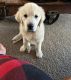 Golden Retriever Puppies for sale in Vancouver, WA, USA. price: $1,200