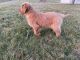 Golden Retriever Puppies for sale in Fredericksburg, OH 44627, USA. price: $800