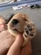 Golden Retriever Puppies for sale in Longwood, FL 32750, USA. price: $1,200