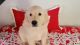 Golden Retriever Puppies for sale in Palmdale, CA, USA. price: $1,000