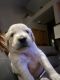 Golden Retriever Puppies for sale in Sacramento, CA, USA. price: $1,500