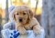 Golden Retriever Puppies for sale in Irvine, California. price: $2,000