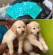 Golden Retriever Puppies for sale in Chennai, Tamil Nadu, India. price: 8,000 INR