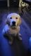 Golden Retriever Puppies for sale in West Lafayette, IN, USA. price: $800