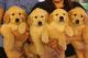 Golden Retriever Puppies for sale in Miami, Florida. price: $1,500