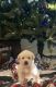 Golden Retriever Puppies for sale in Raymond, MS 39154, USA. price: $650