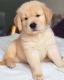 Golden Retriever Puppies for sale in Philadelphia, Pennsylvania. price: $550