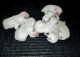 Golden Retriever Puppies for sale in Janesville, Wisconsin. price: NA
