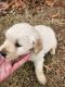 Golden Retriever Puppies for sale in Thorsby, AL 35171, USA. price: $800