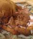 Golden Retriever Puppies for sale in Hanceville, Alabama. price: $700