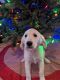 Golden Retriever Puppies for sale in Tennessee Ridge, TN, USA. price: $900
