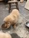 Golden Retriever Puppies for sale in Western Expy, New York, USA. price: $800