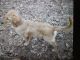 Golden Retriever Puppies for sale in Murphy, North Carolina. price: $400
