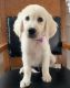 Golden Retriever Puppies for sale in Waynesboro, Virginia. price: $590