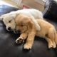 Golden Retriever Puppies for sale in Central, South Carolina. price: $500