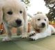 Golden Retriever Puppies for sale in New York, New York. price: $400