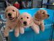 Golden Retriever Puppies for sale in North Las Vegas, Nevada. price: $2,000