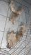 Golden Retriever Puppies for sale in Florida City, Florida. price: NA