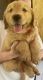 Golden Retriever Puppies for sale in Cranston, RI, USA. price: $995