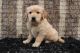 Golden Retriever Puppies for sale in North Canton, Ohio. price: $550