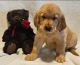 Golden Retriever Puppies for sale in Kirksville, Missouri. price: $600