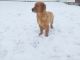 Golden Retriever Puppies for sale in Spencerville, Indiana. price: $200