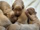 Golden Retriever Puppies for sale in Buchanan, GA 30113, USA. price: $1,200