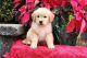 Golden Retriever Puppies for sale in Hartford, Connecticut. price: $500